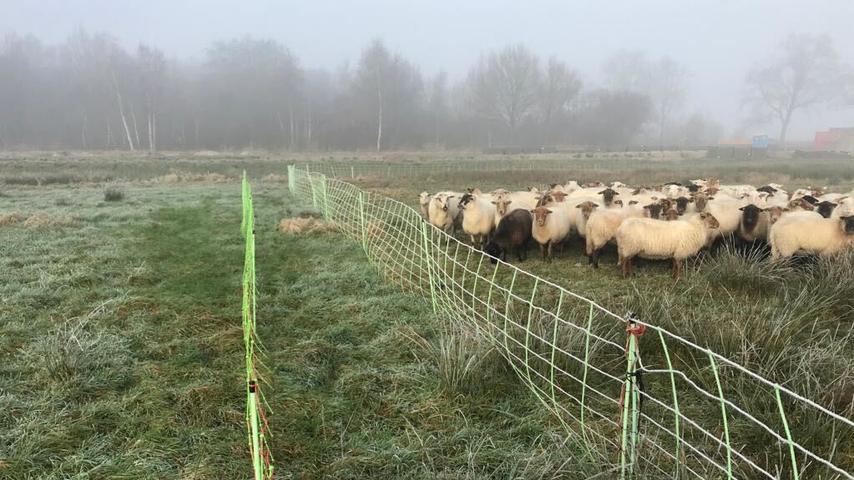 Deze herders zijn blij met de wolf: 'We staan niet boven de natuur'