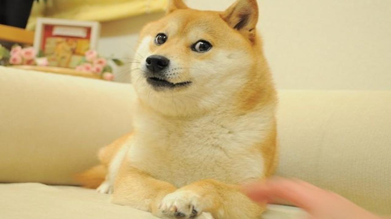 Wereldberoemde hond Kabosu uit talloze internetmemes is ernstig ziek