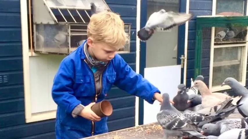 Dani, jong als een duif, verslaat duivenmelkers met supersnelle vogels