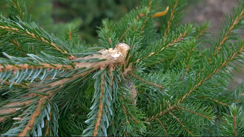 Gerrit (57) krijgt tweede tegenslag als kerstboomkweker