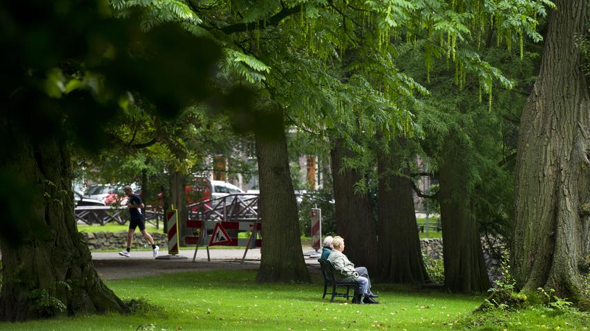 Hoe steden koeler kunnen worden door meer groen