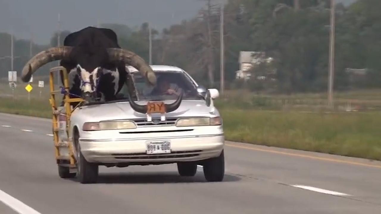 Politie in VS stuit op auto met stier op bijrijdersstoel