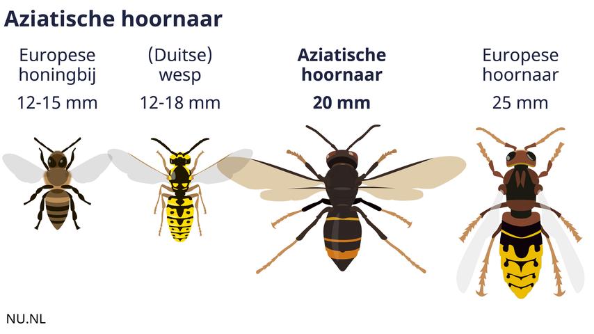 Vijf dingen die je moet weten over de hoornaar