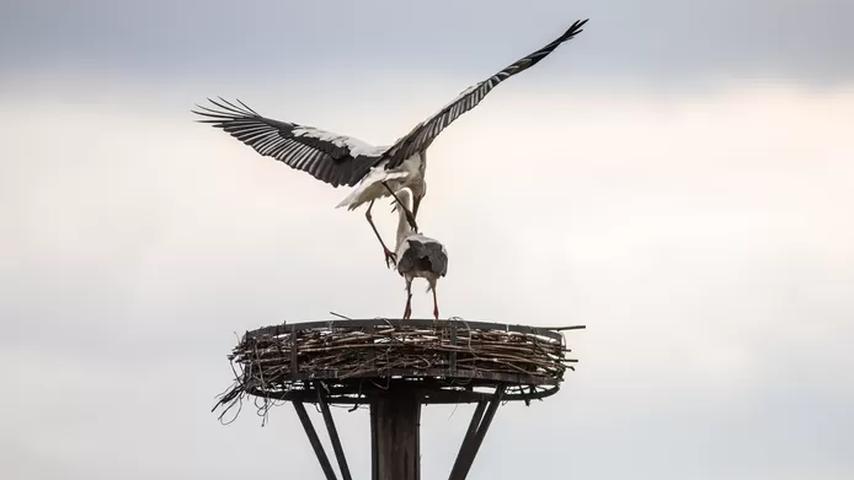 Welke gevolgen heeft de ooievaar voor de Nederlandse natuur?