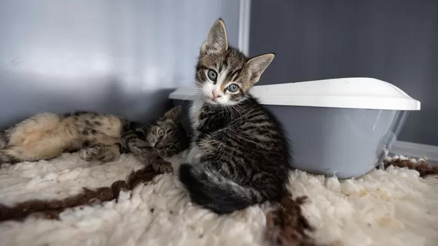 Woede over mishandeling van kittens in noodopvang