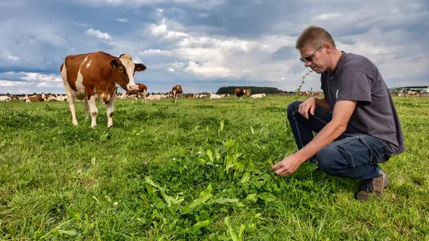 Boer Bartje's koeien eten kruidig grasland op.