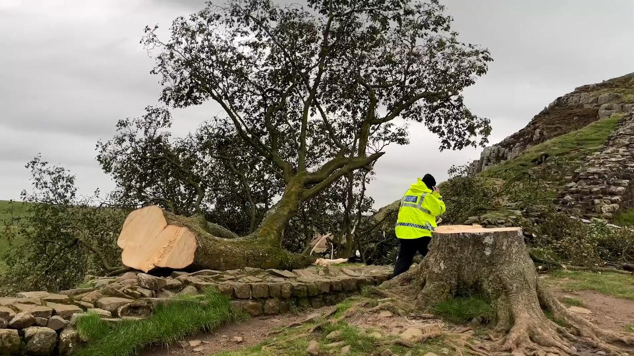 Britse politie arresteert nog iemand voor het omzagen van iconische 'Robin Hood'-boom