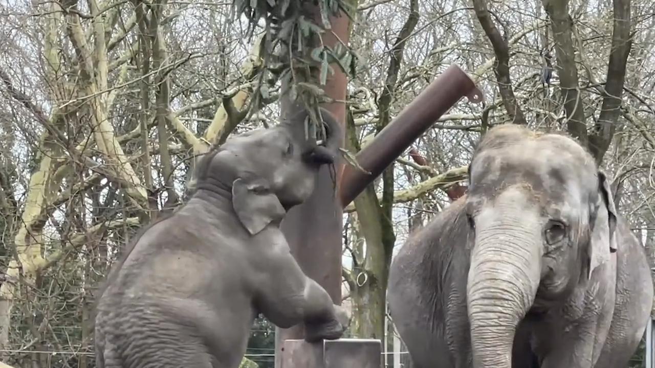 De hulpvaardige oma met ‘koninklijk’ tintje: Nederlands oudste olifant Irma