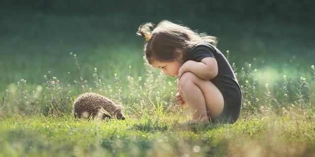 De kans op vergroening in Nederland biedt een grote boost aan de biodiversiteit: Vijf miljoen tuinen