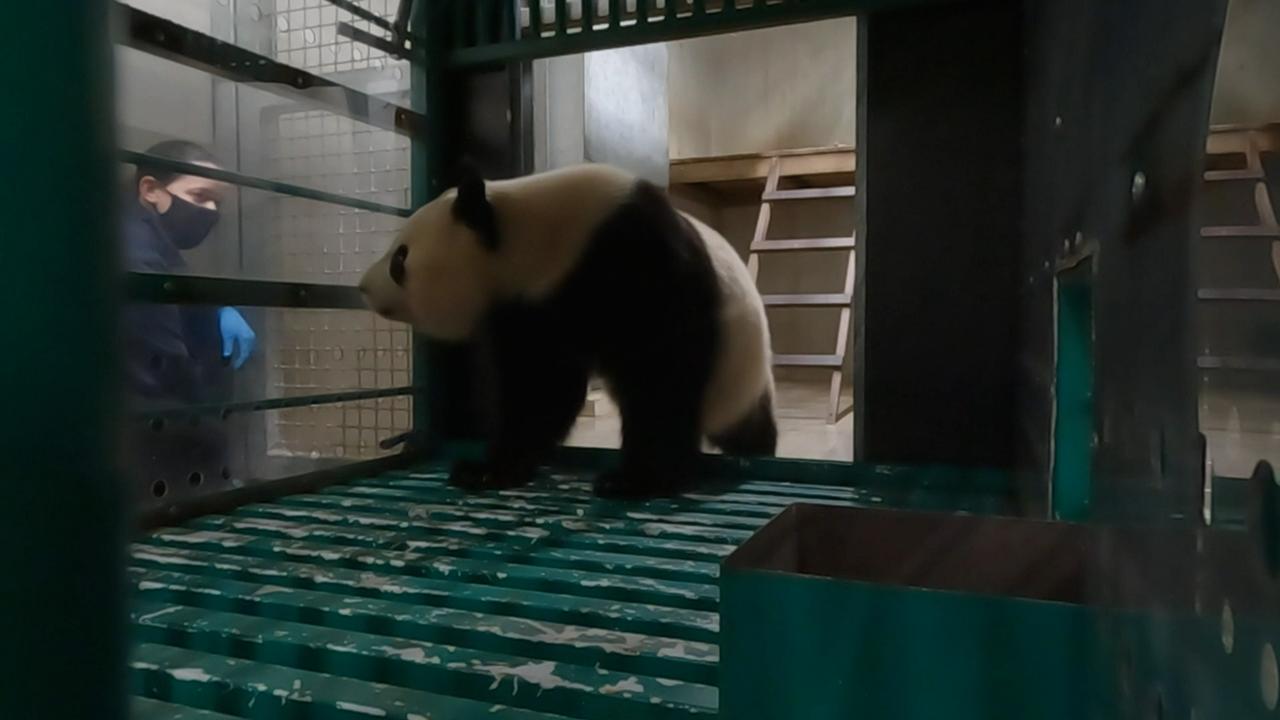 Hoe je een reuzenpanda verhuist met maandenlange training en tien dozen bamboe