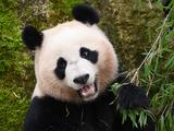 Panda Fan Xing, Geboren in Nederland, Verhuist naar China