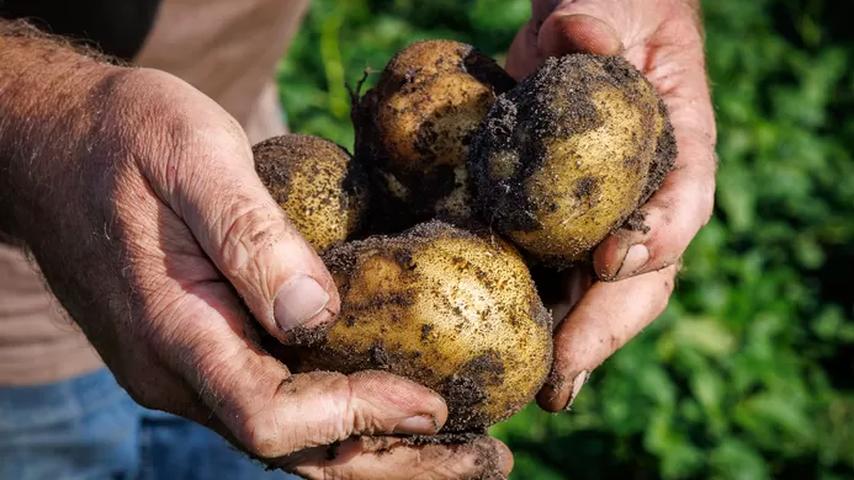 Pieter moet zijn aardappelen onoogstbaar laten