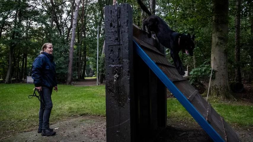 Twentse politiehondenkorps verwelkomt nieuwe lichting honden