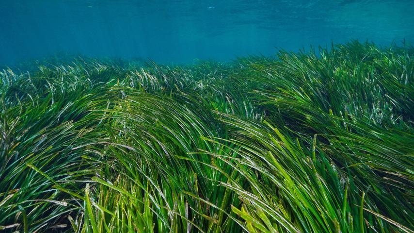 Verdubbeling van oppervlakte geplante zeegrasvelden in één jaar: goed nieuws!