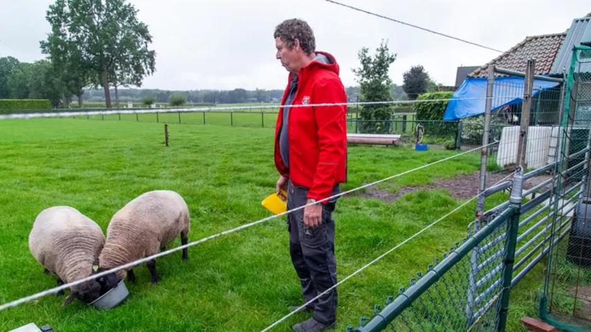 Waarom boeren op de Veluwe geen wolfraster plaatsen