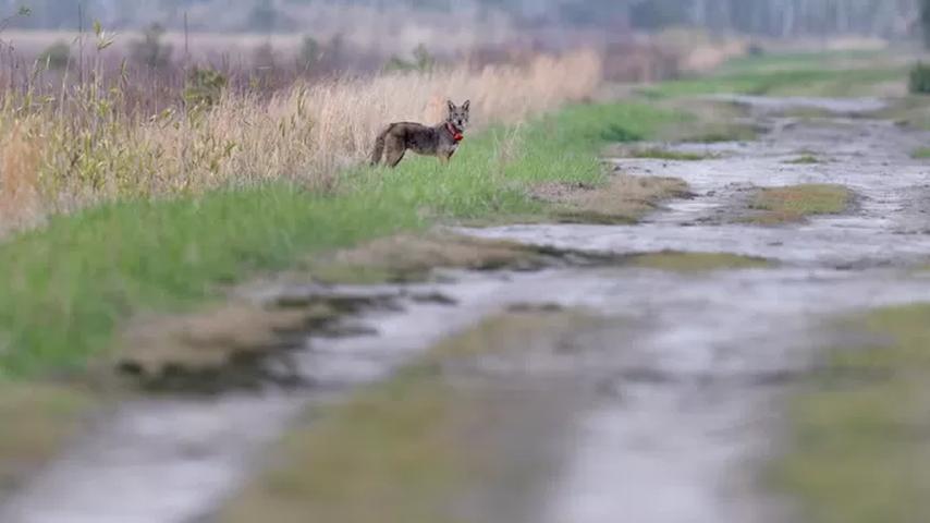 Waarom is het belangrijk dat de 'Utrechtse' wolf een gps-zender krijgt?