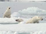 Wetenschappers tonen aan: ijsberen worden getroffen door klimaatverandering