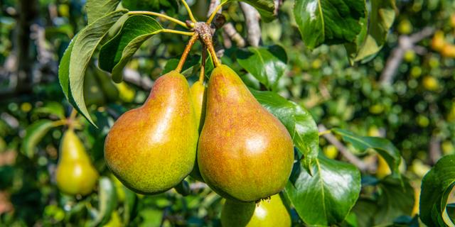 Winterswijkse wilde peren en zwarte 'oerpopulieren' erkend als cultureel erfgoed