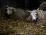 Blauwtong breidt zich uit: meer dan duizend veebedrijven besmet