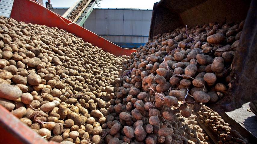 Boeren klagen over vaste oogstdata door overheid opgelegd: 'Het werkt niet'