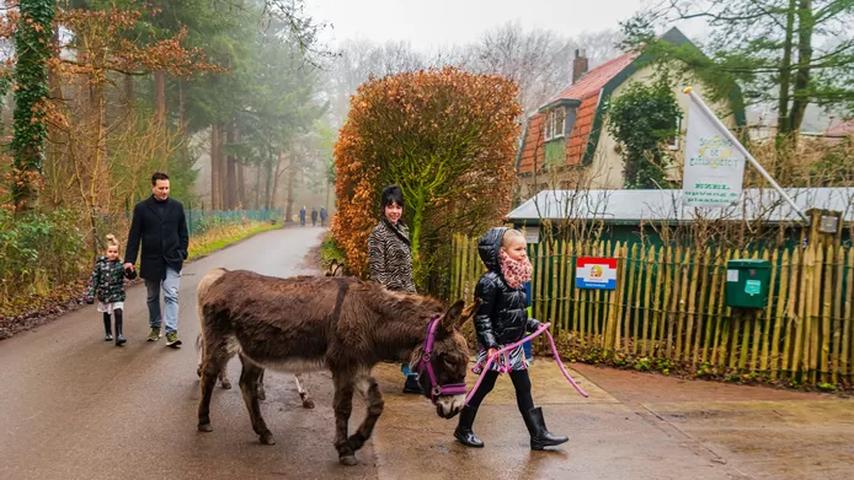 Crisis bij de bekendste ezelopvang van Nederland