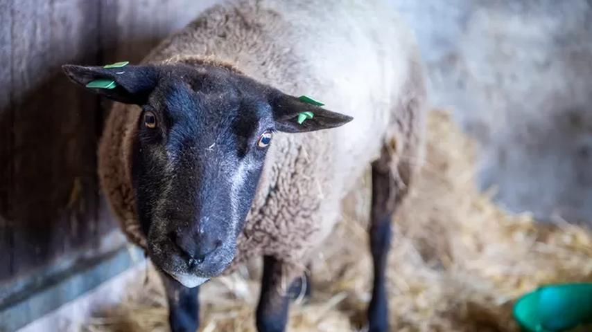 De Gevolgen van Blauwtong Beginnen Nu Pas Echt Te Worden Voelbaar