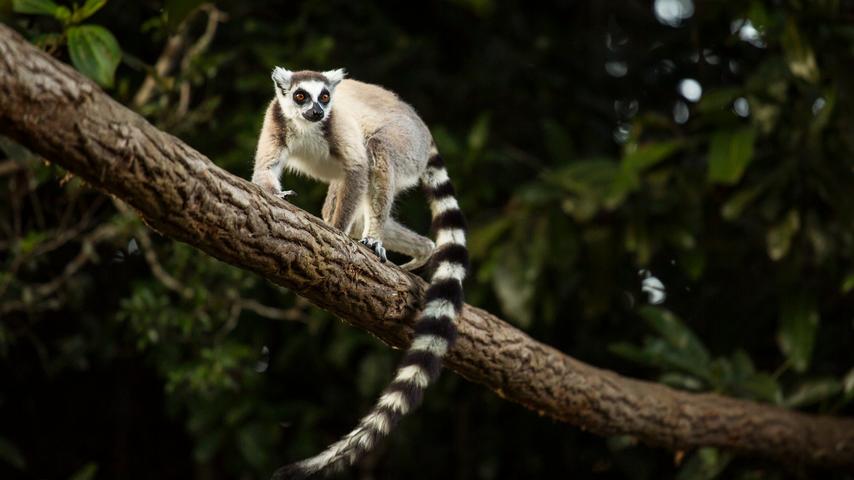 Hoe evolutie heeft geleid tot meer seksueel contact tussen dieren van hetzelfde geslacht