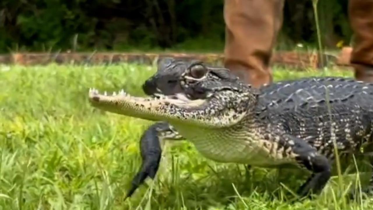 Kaakloze Alligator Jawlene Vindt Nieuw Onderkomen in Florida