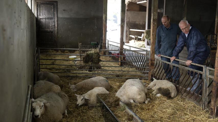 Waarom de bezorgdheid over blauwtong groter is dan alleen maar zieke schapen