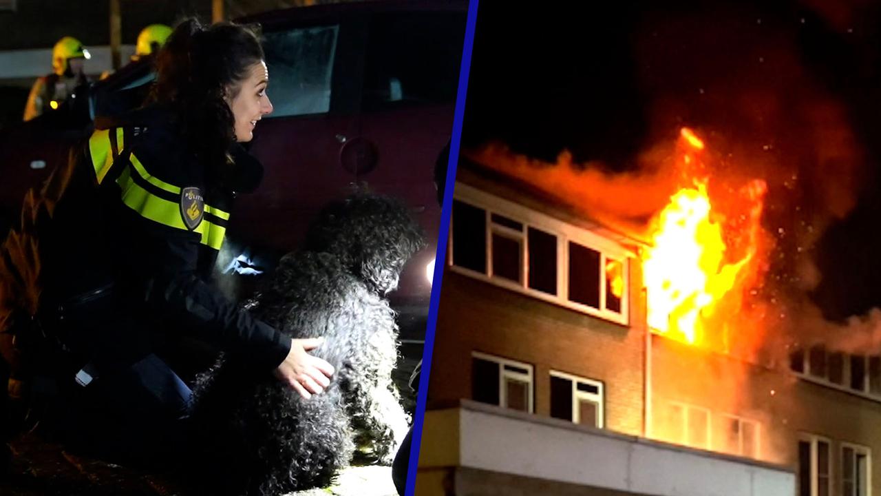 Dieren uit Spijkenisse gered tijdens brand met vlammen uit dak