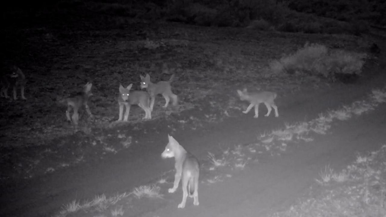 Gelderland vraagt rechter toestemming om 'probleemwolf' af te schieten