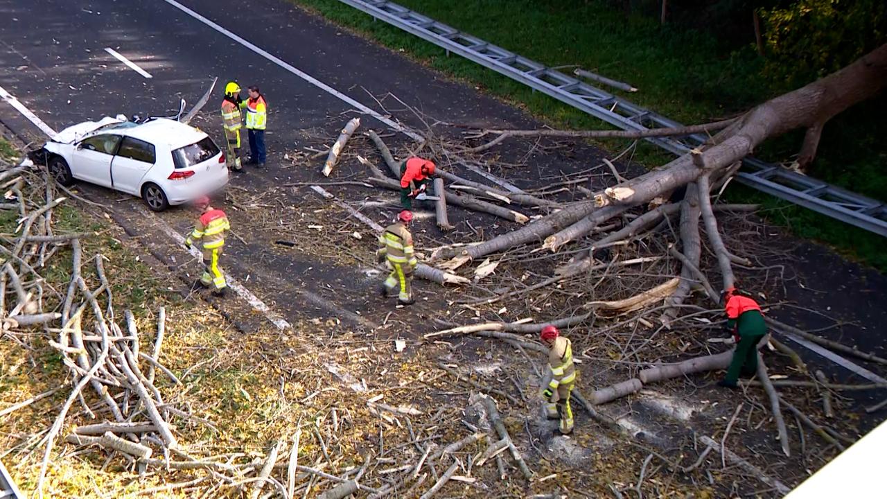 Persoon omgekomen door storm CiarÃ¡n in Limburg door omvallende boom