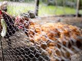 tegen te gaanLandelijke ophokplicht ingesteld om toename vogelgriepbesmettingen tegen te gaan