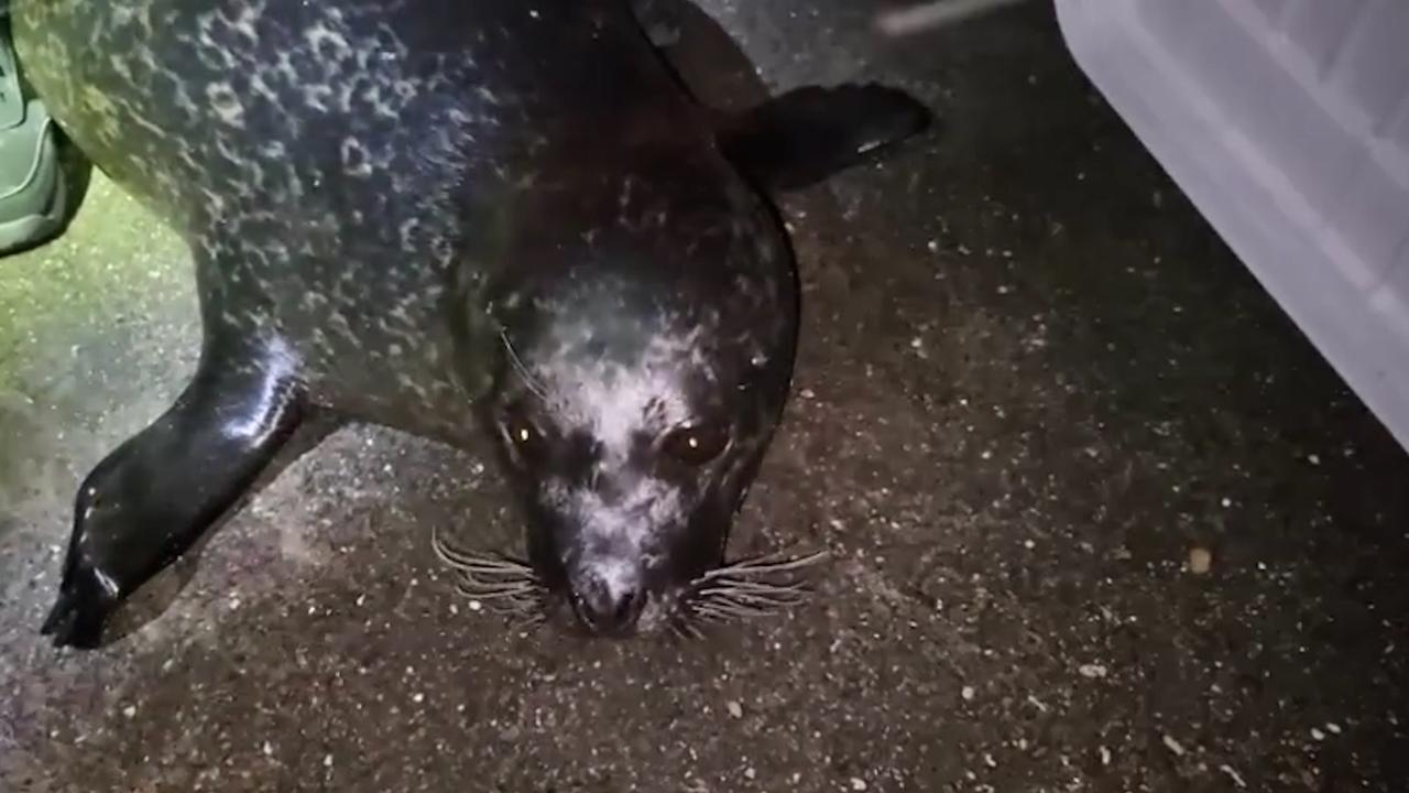 Assendelftse zeehond duikt op in Rotterdam na vroegere vondst op dijk