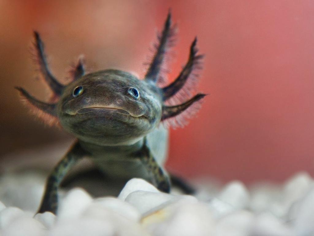 Axolotls zoeken baasje na uit de hand gelopen schoolexperiment