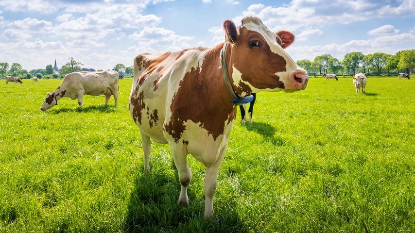 Boeren eisen hogere groene subsidies: 'Overheid moet afspraken nakomen'