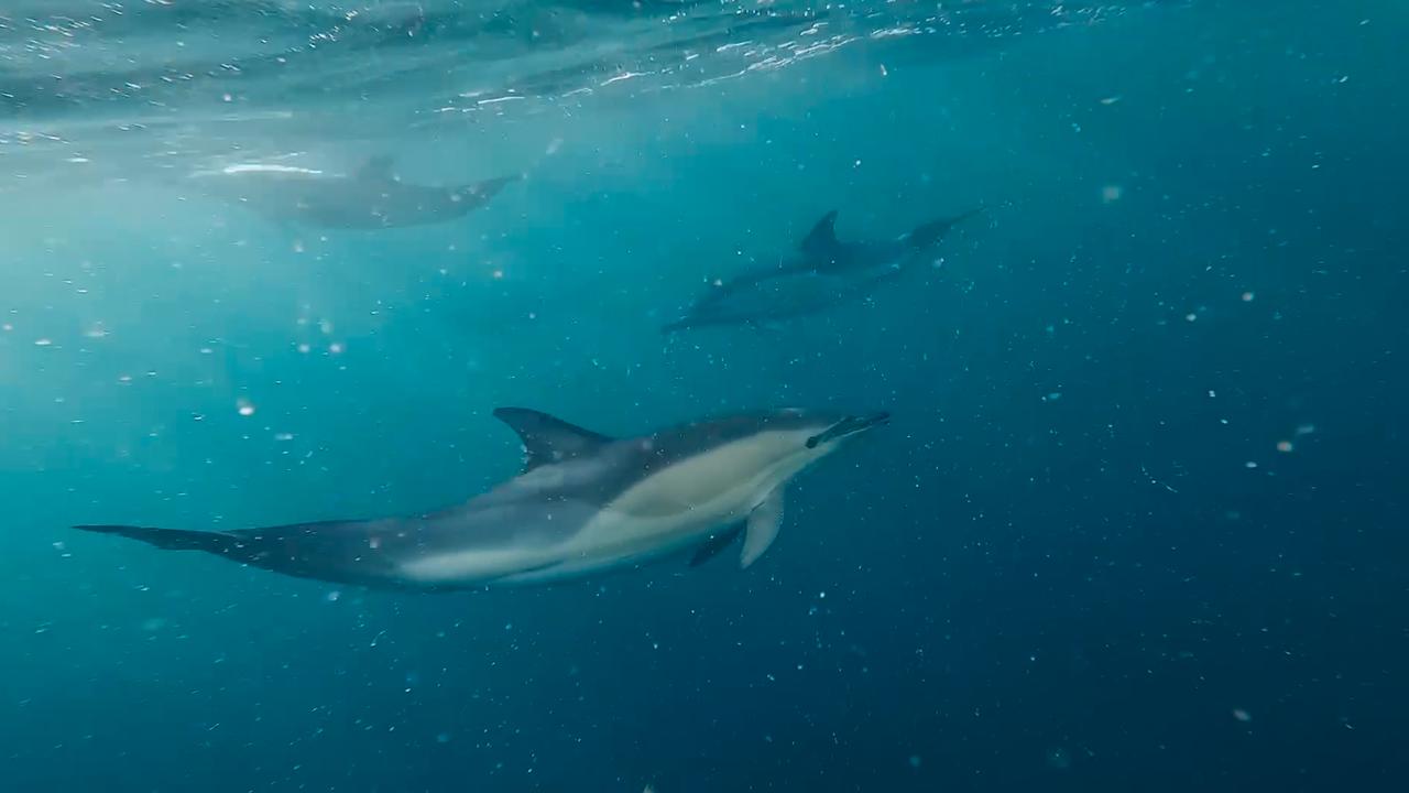 Een visser filmt een enorme groep dolfijnen voor de Britse kust