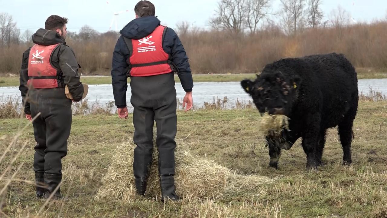 ‘Eenzame stier’ op eilandje in Limburg krijgt voedsel van lokale bewoners