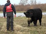 Hoogwater redt stier van eiland