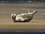 Mensen uit Assendelft in Noord-Holland vinden zeehond langs de kant van de weg