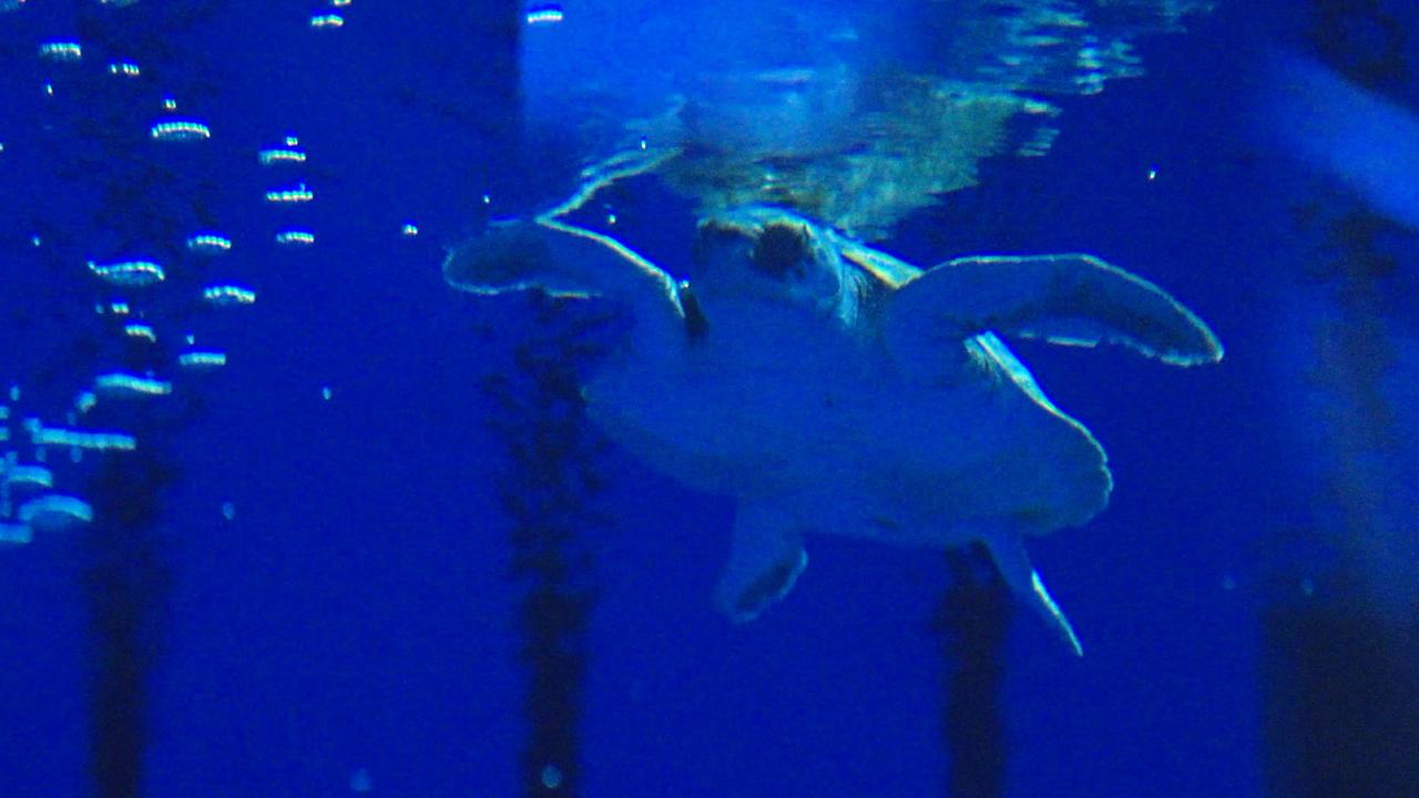 Nederlandse Zeeschildpad Aangespoeld met Schild Bedekt onder Eendenmosselen