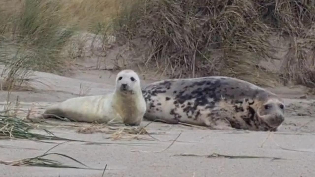 Op Texel ontdekt: Gestrande zeehondenpups – Wat is er aan de hand?