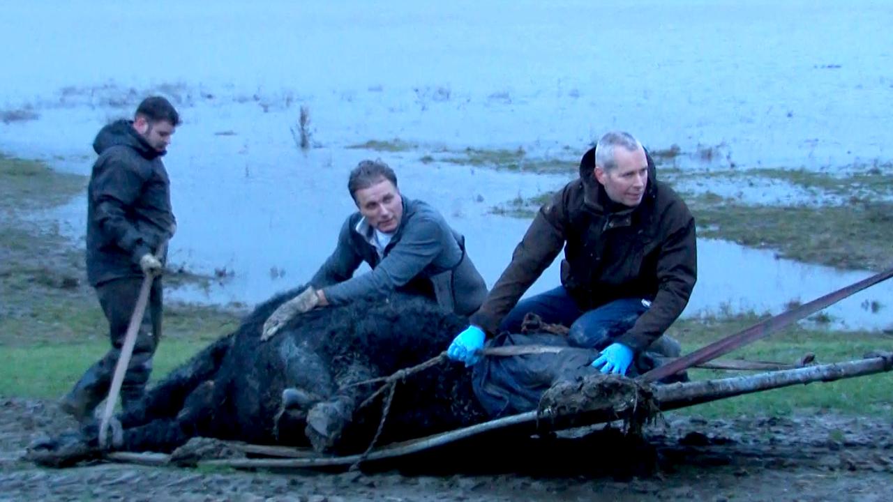 Redding van de Stier van het Schiereiland in de Maas