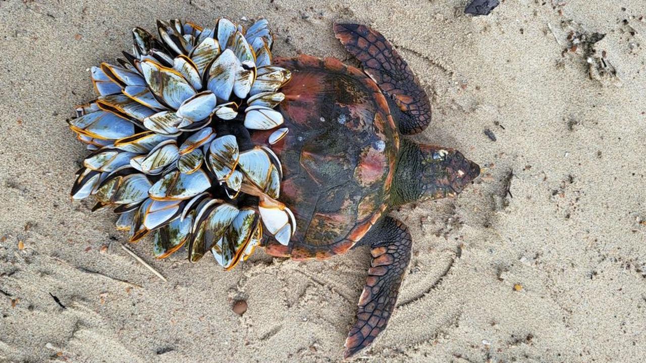 Twee zeldzame schildpadden aangespoeld op Nederlandse kust: een bijzondere ontdekking